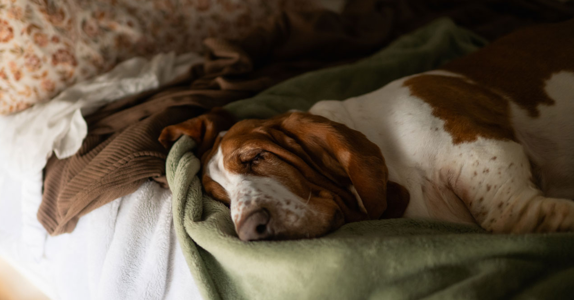 Přehřátý pes: Jak poznat úpal a co dělat, než přijede veterinář