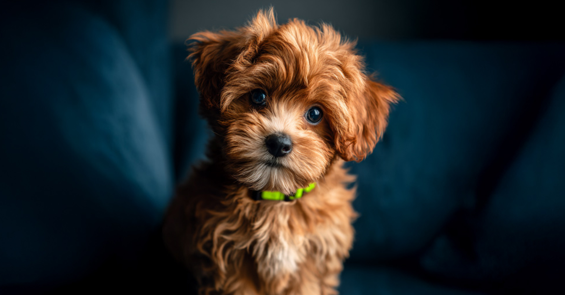 Povinnosti budoucího chovatele: Co zařídit, než si domů přinesete štěně nebo kotě