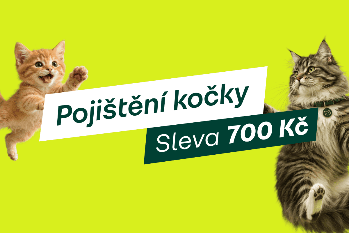kočka.png