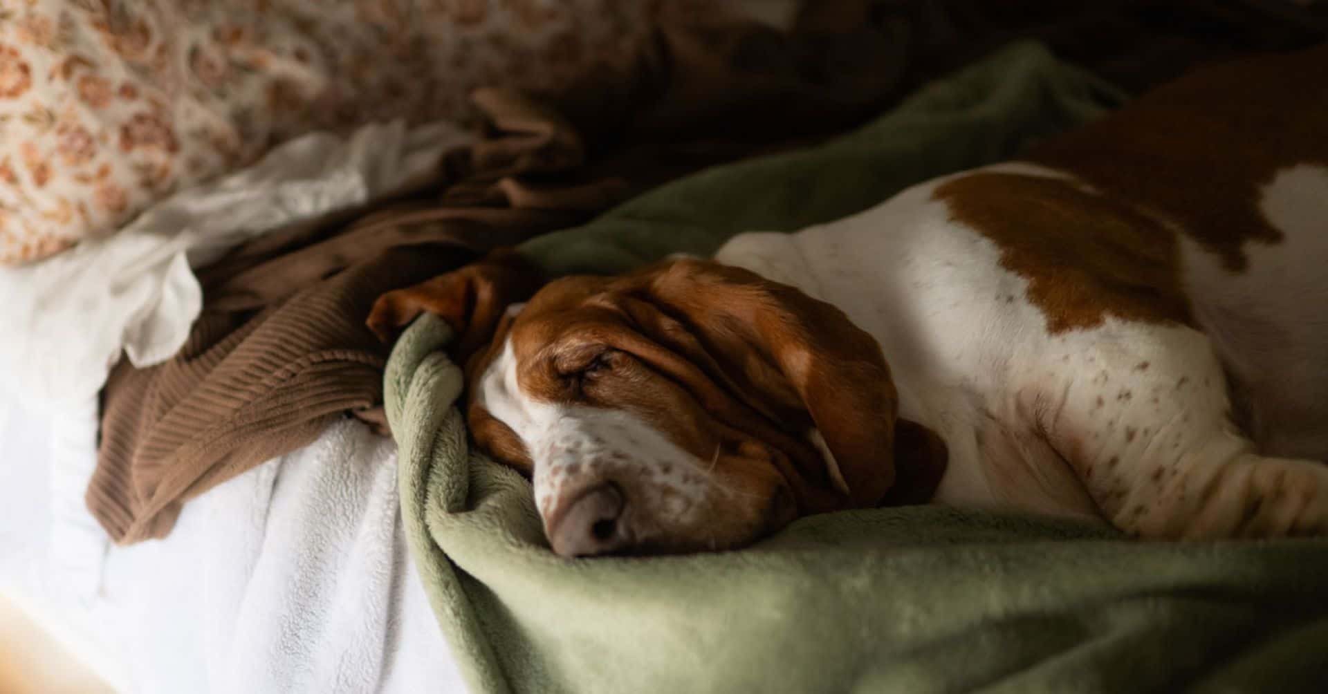 přehřátý pes.jpg