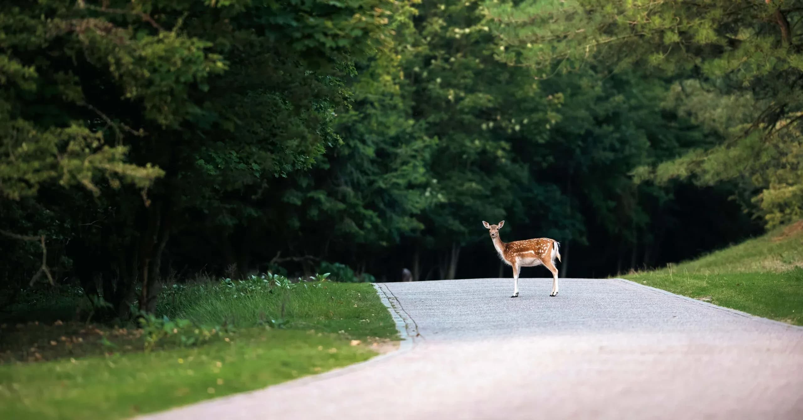 střet se zvěří - pojištění auta