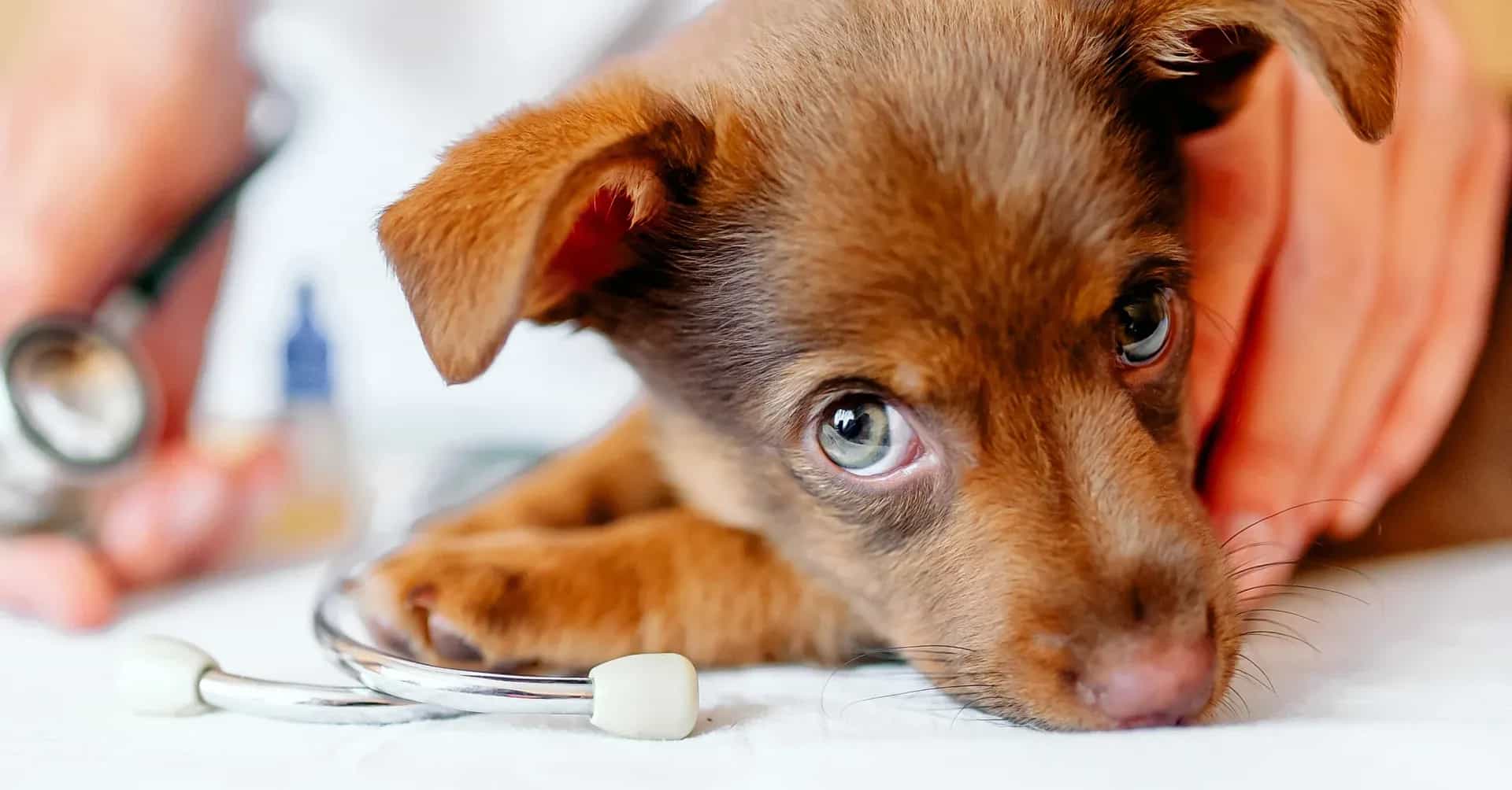 pojištění - kastrace psů a koček