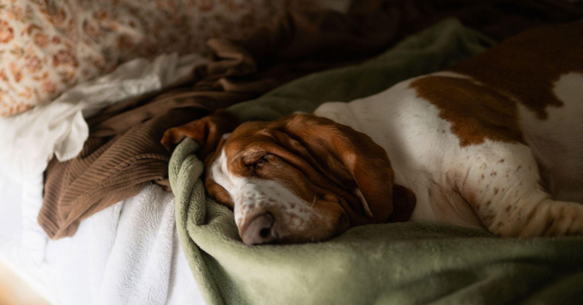 přehřátý pes.jpg