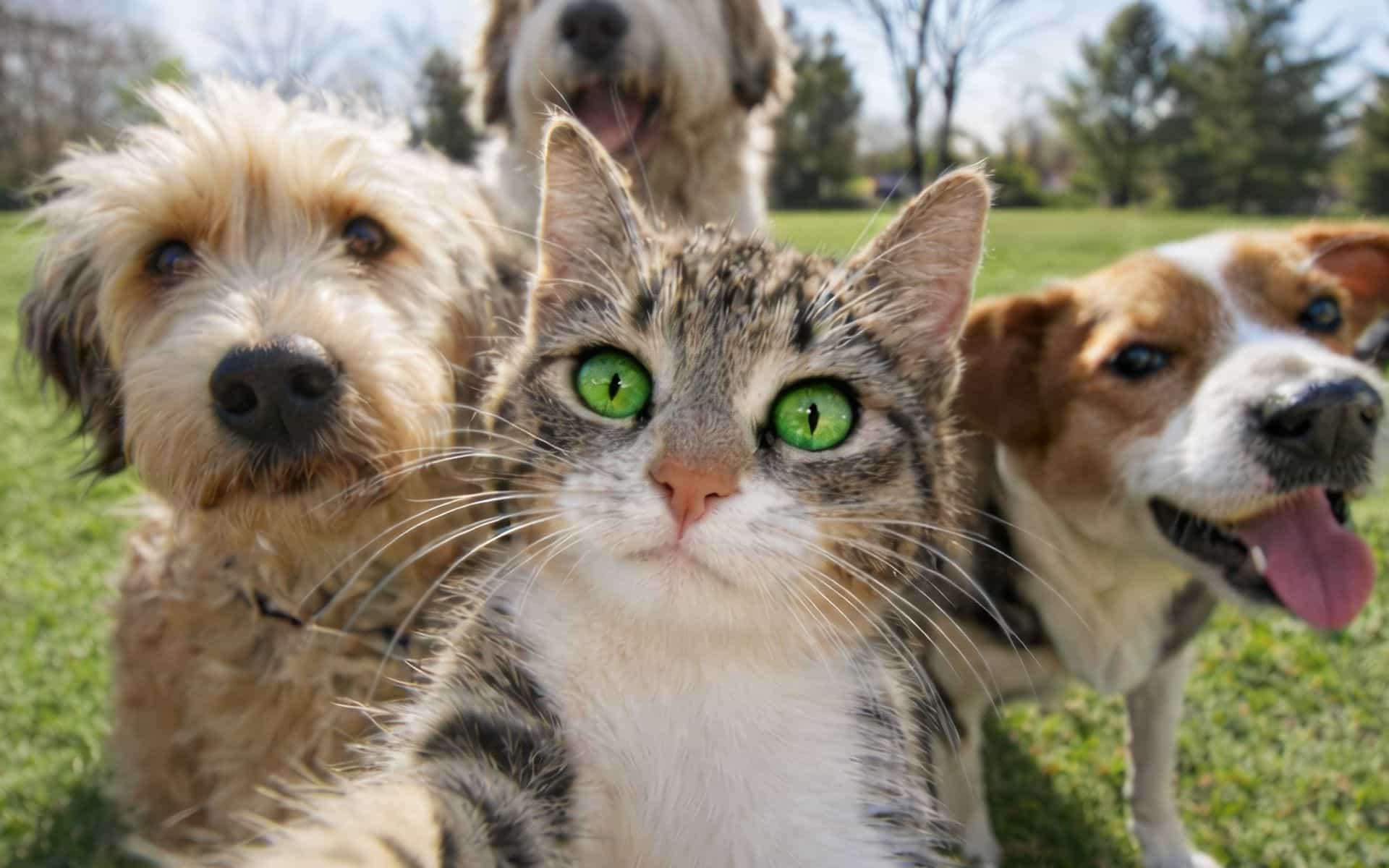 psí detektiv blog.jpg